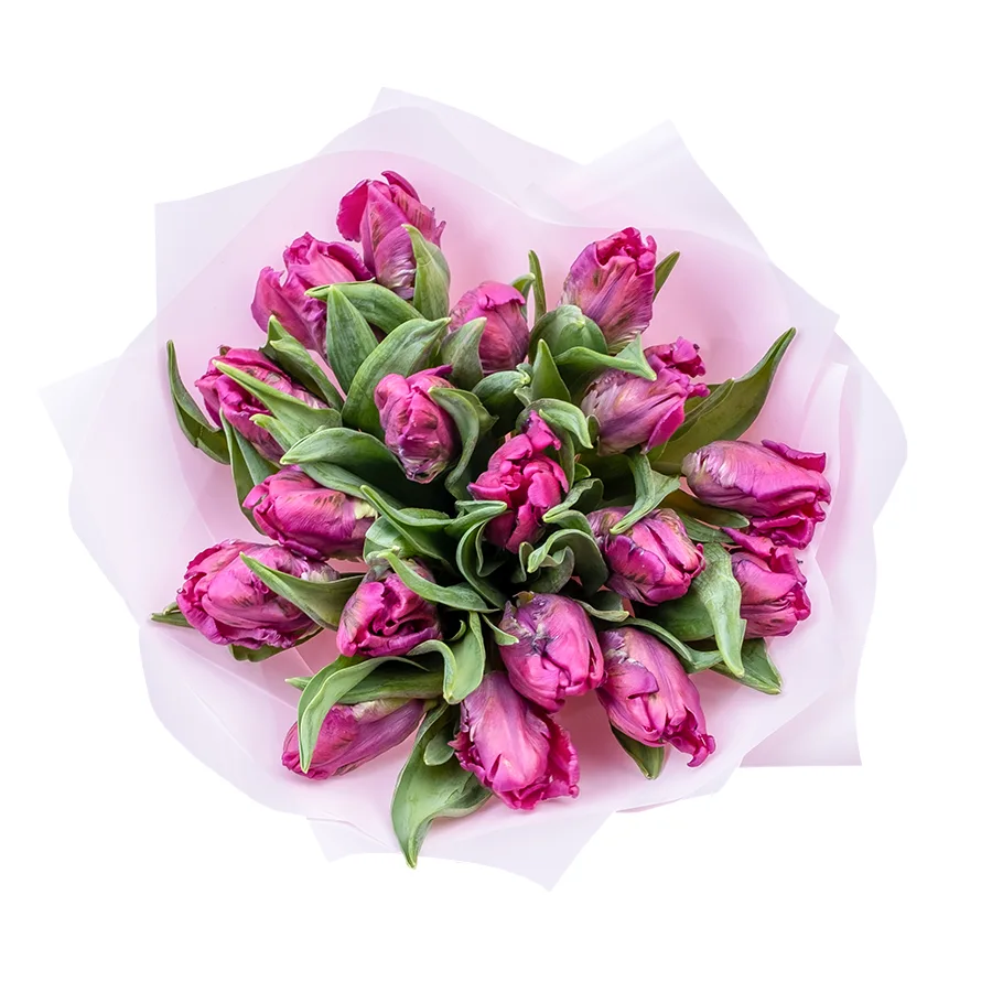 Букет из 19 фиолетовых попугайных тюльпанов Принц Пэррот (02187)