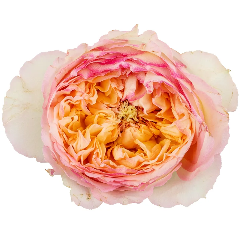 Роза садовая кремово-розовая Флешбек Саммерхаус (00314)