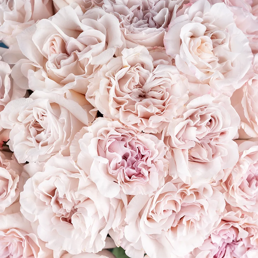 Букет из 21 садовой пыльно-сиреневой розы Паудер Пуф (03830)