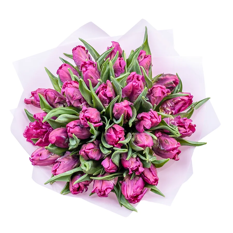 Букет из 33 фиолетовых попугайных тюльпанов Принц Пэррот (02180)