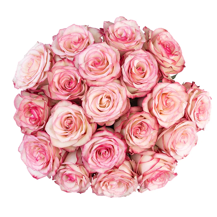 Букет из 19 бело-розовых с малиновыми краями роз Палома (03100)