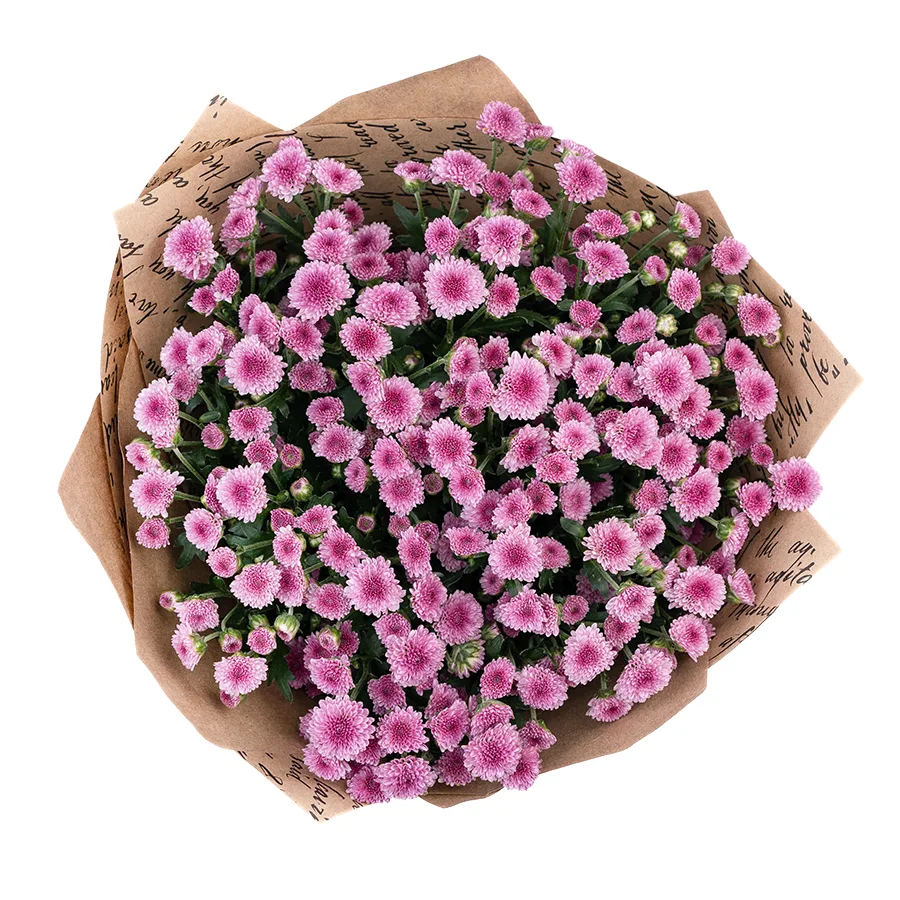 Букет из 11 тёмно-розовых кустовых хризантем Сантини Мадиба Пинк Тёло (02707)