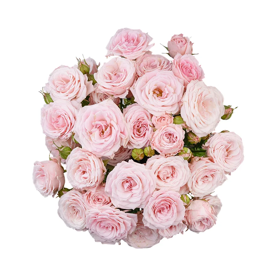 Букет из 7 нежно-розовых кустовых роз Аэробик (02929)