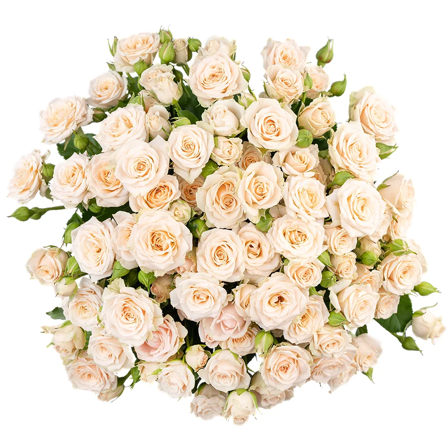 Букет из 17 кремовых кустовых роз Таня (02710)