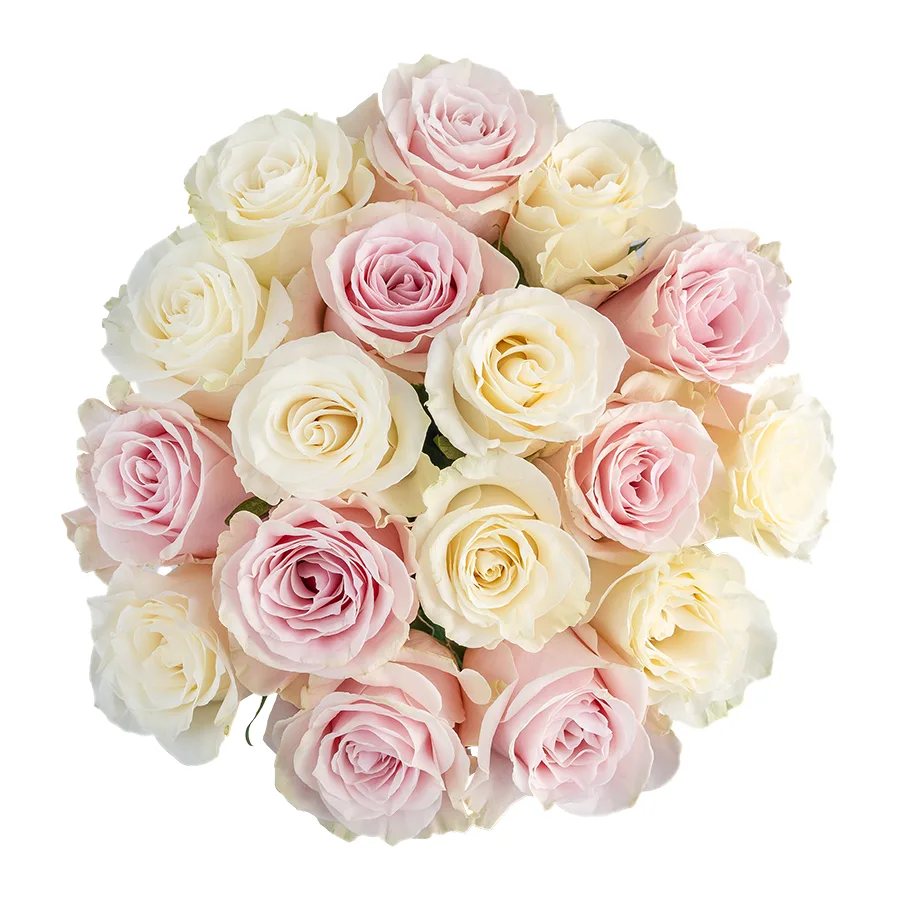 Букет из 17 белых и розовых роз Мондиаль и Пинк Мондиаль (02232)