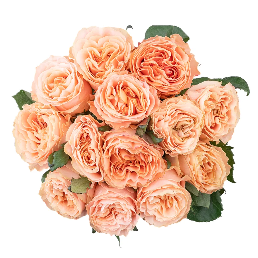 Букет из 13 нежно-персиковых пионовидных роз Принцесс Краун (03020)