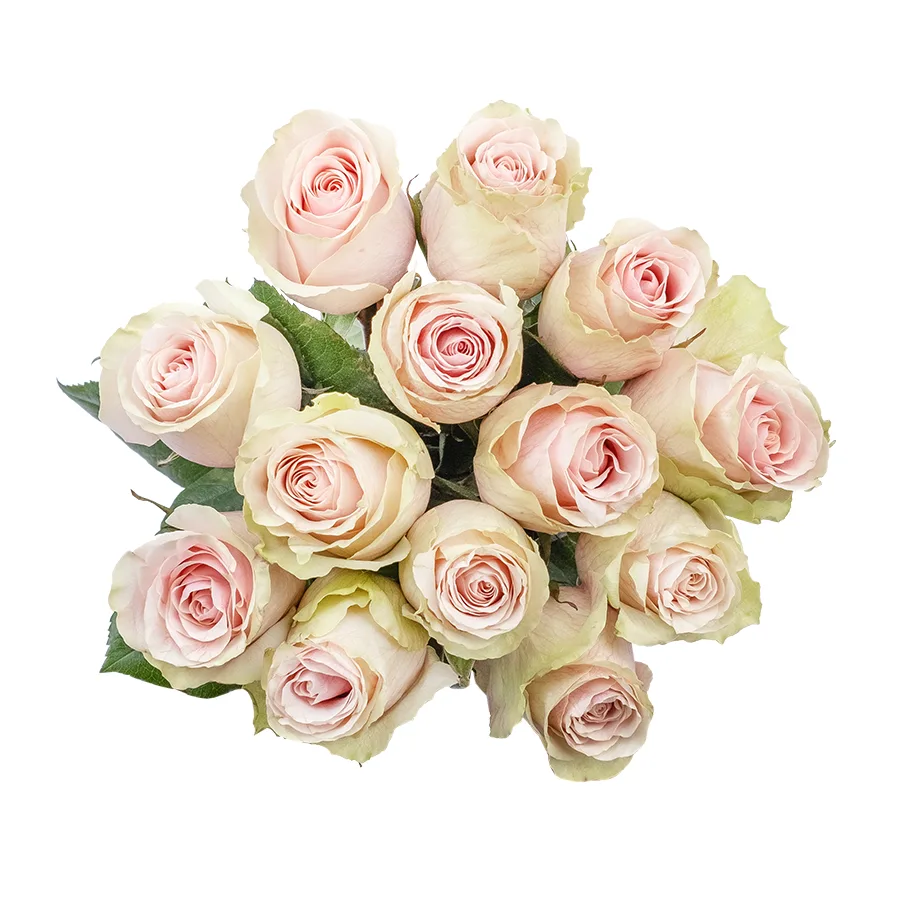 Букет из 13 светло-розовых роз Фрутетто (02137)