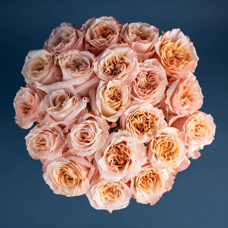 Букет из 21 розово-персиковой садовой розы Шиммер (03186)
