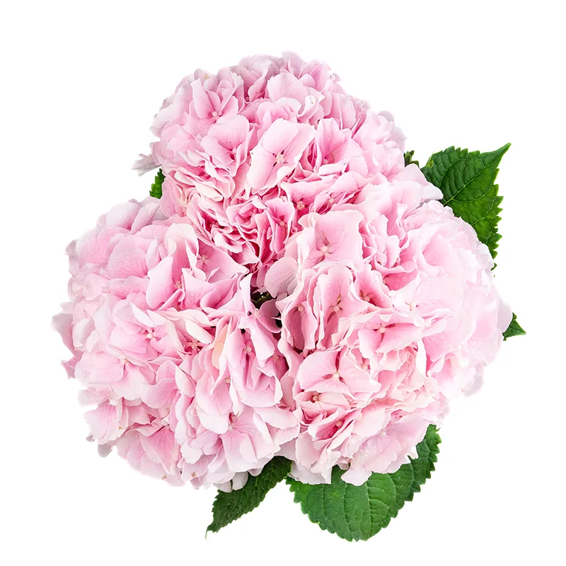 Букет из 3 розовых гортензий Верена (01538)
