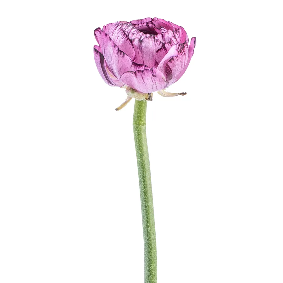 Ранункулюс розовый с фиолетовой окантовкой Элеганс Стриато Роза (00564)