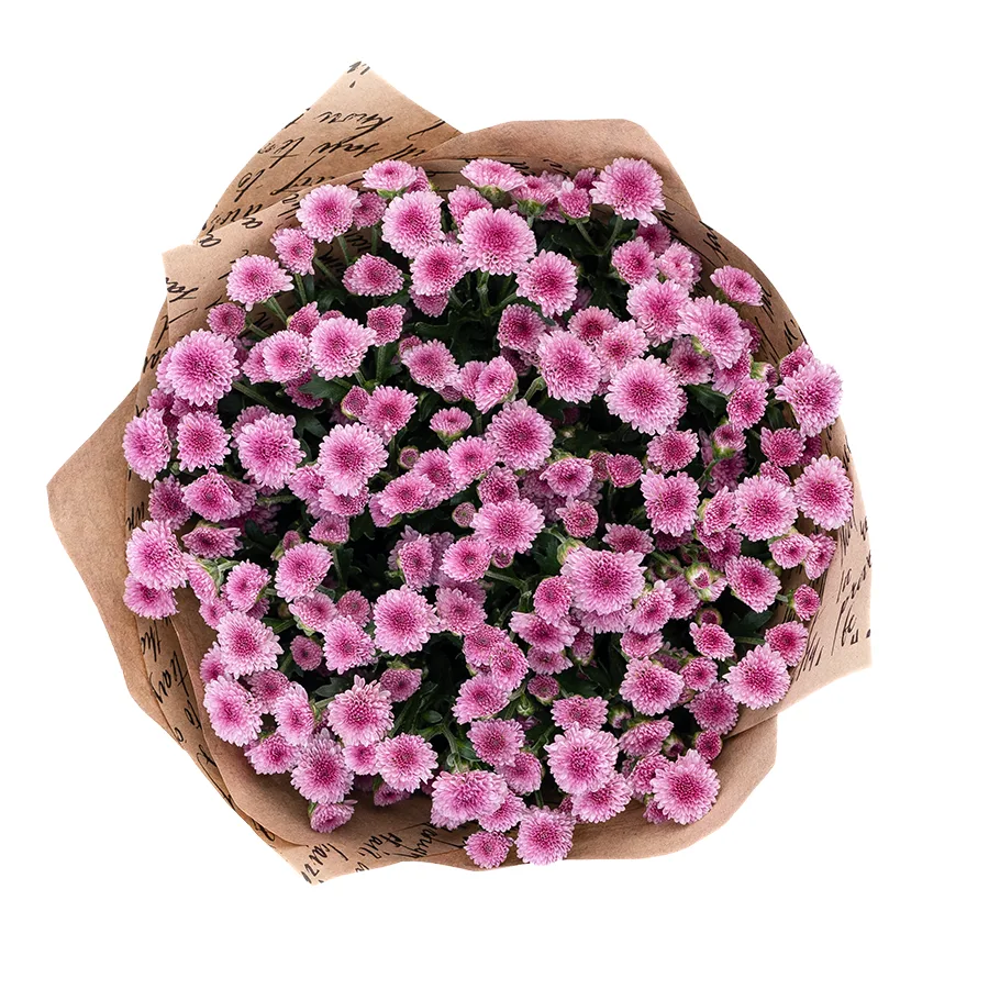 Букет из 9 тёмно-розовых кустовых хризантем Сантини Мадиба Пинк Тёло (02708)