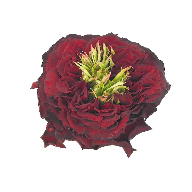 Роза бордовая с зелёным Иванхое (00219)