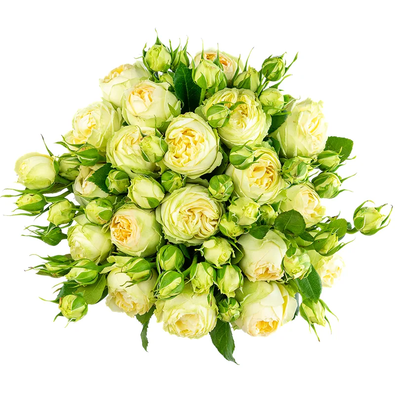 Букет из 19 бело-кремовых кустовых пионовидных роз Веддинг Пиано (01633)