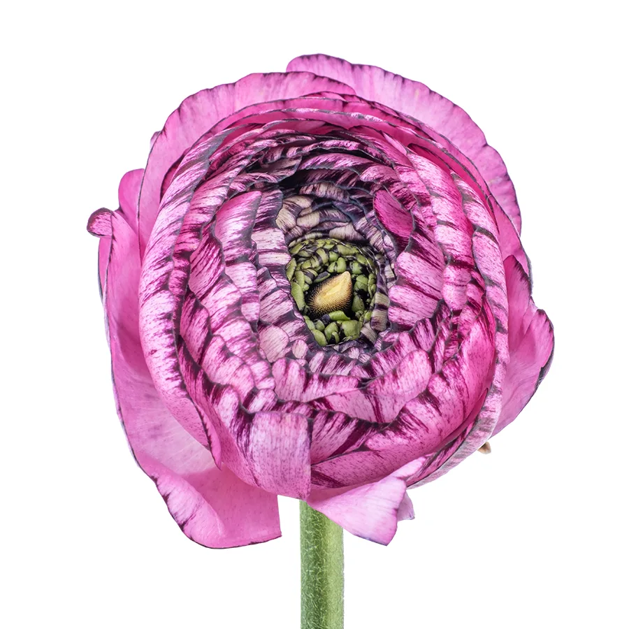 Ранункулюс розовый с фиолетовой окантовкой Элеганс Стриато Роза (00564)
