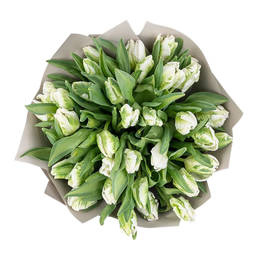 Букет из 35 белых попугайных тюльпанов Супер Пэррот (01998)