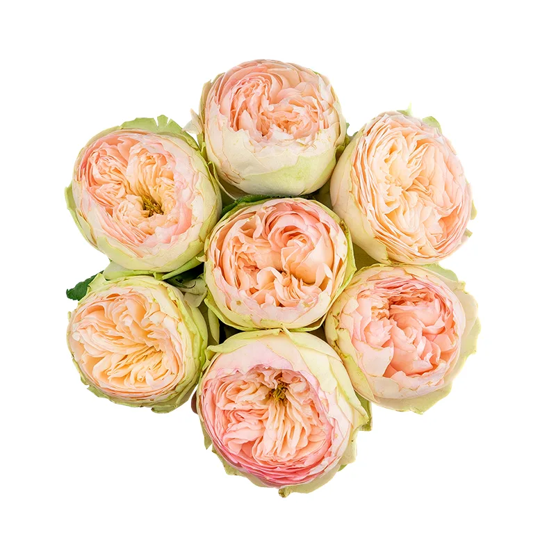 Букет из 7 кремово-розовых садовых роз Пинки Пай (01629)