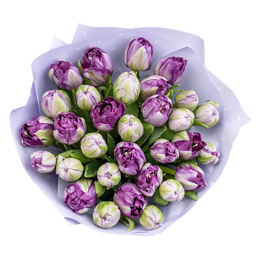 Букет из 31 фиолетового махрового тюльпана Сайгон (02387)