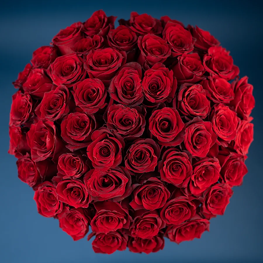 Букет из 51 тёмно-красной розы Эксплорер (02967)
