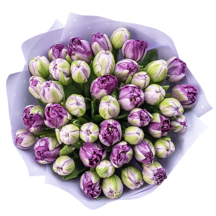 Букет из 43 фиолетовых махровых тюльпанов Сайгон (02381)