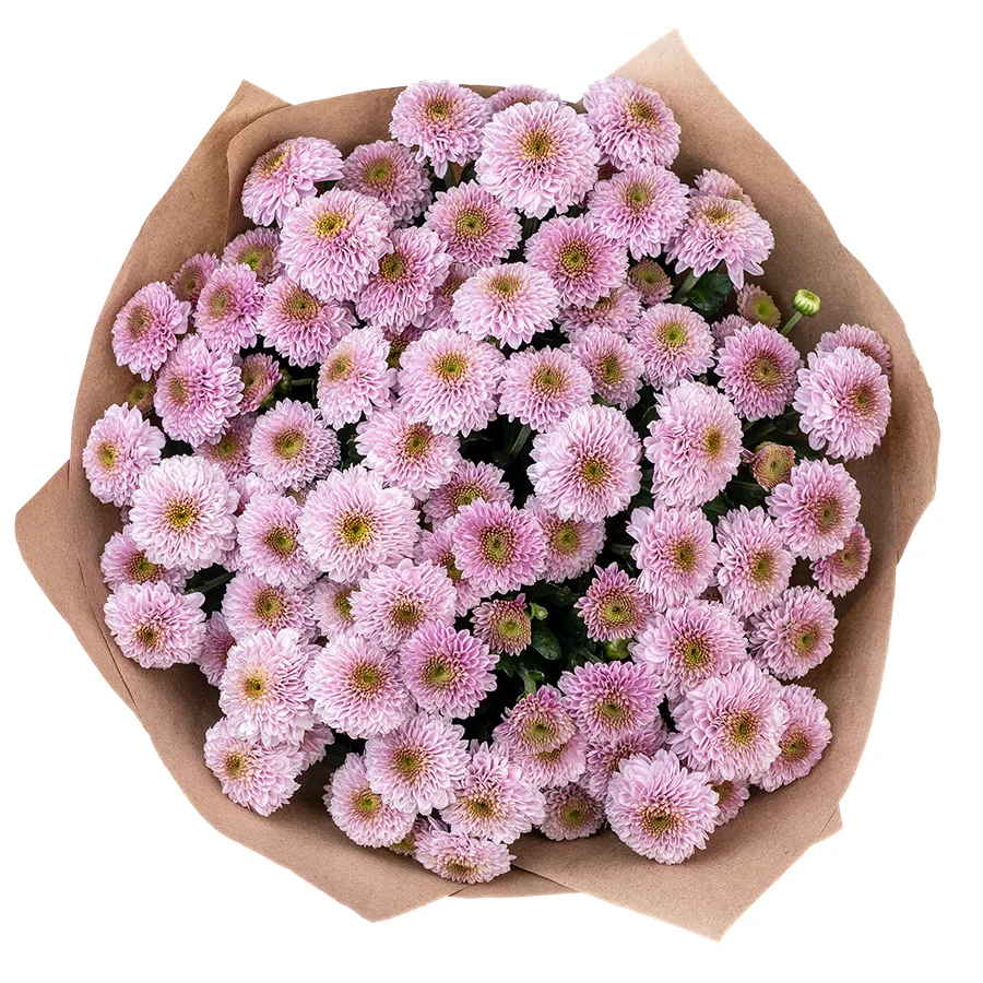 Букет из 13 розовых кустовых хризантем Сантини Дория Пинк (02635)