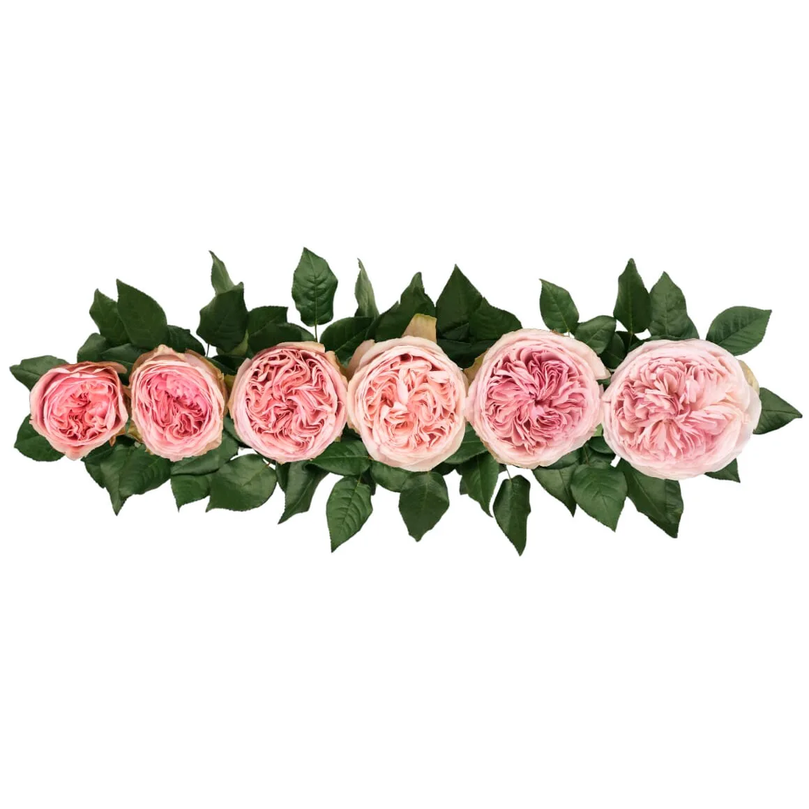 Роза садовая светло-розовая Сенлицу (00259)