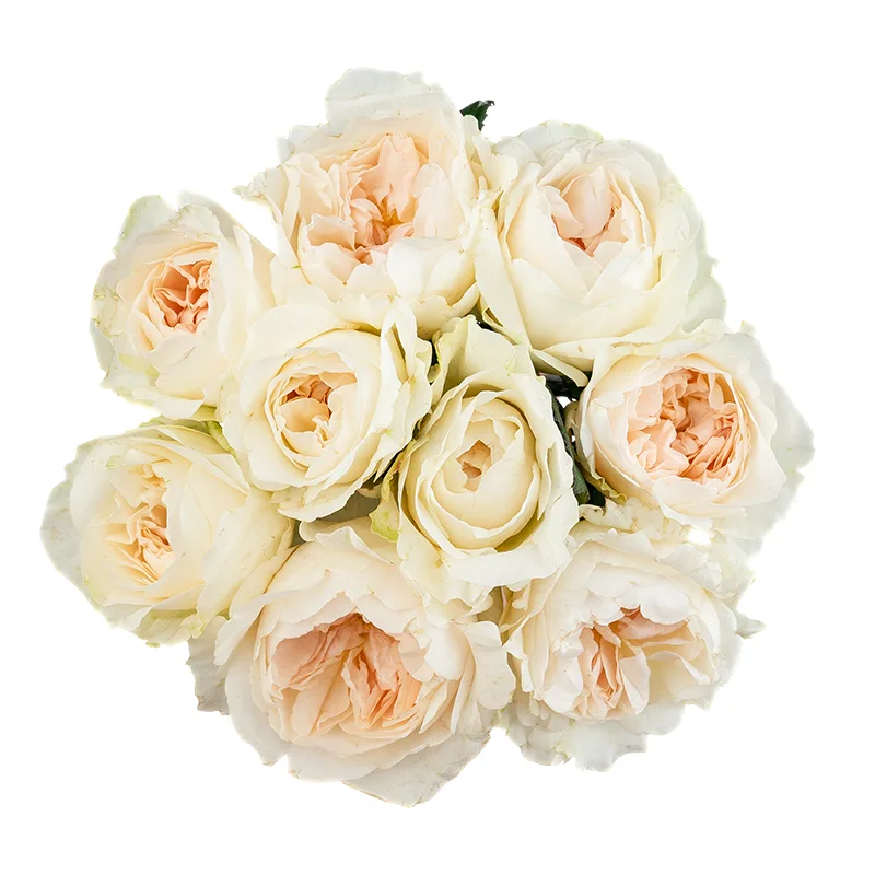 Букет из 9 белых садовых роз Дэвида Остина Пурити (01570)