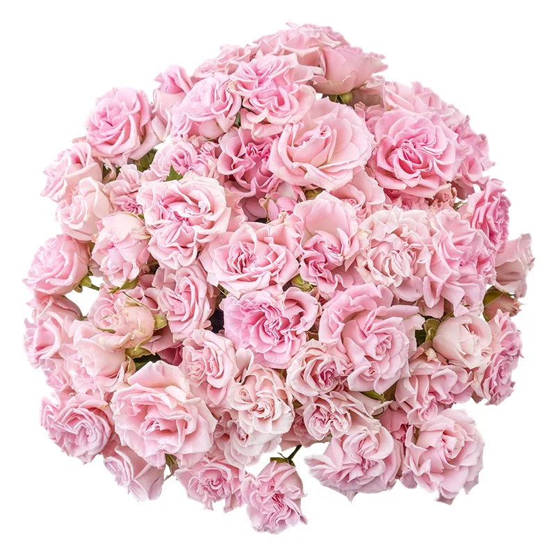 Букет из 25 розовых кустовых роз Свит Флоу (02113)