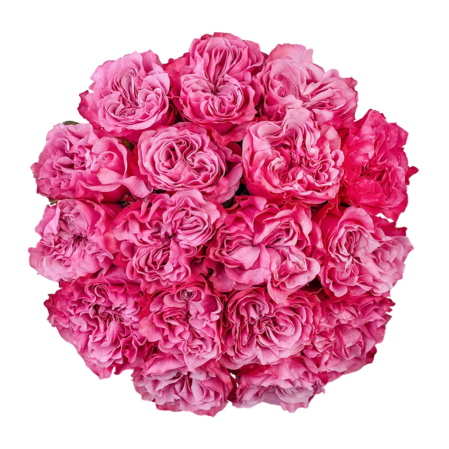 Букет из 17 сиренево-розовых пионовидных роз Кантри Блюз (02961)