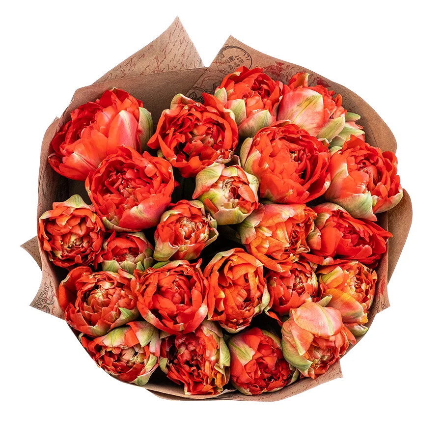 Букет из 23 красных гигантских пионовидных тюльпанов Гудошник (02415)