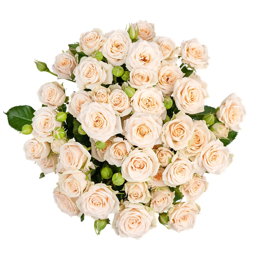 Букет из 9 кремовых кустовых роз Таня (02714)