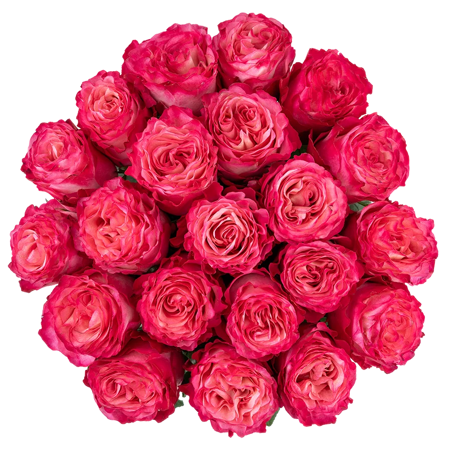 Букет из 21 ярко-малиновой розы Энчентмент (03857)