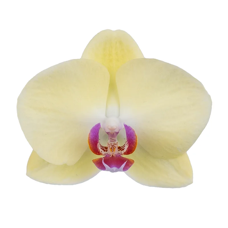 Орхидея Фаленопсис нежно-жёлтая (00547)