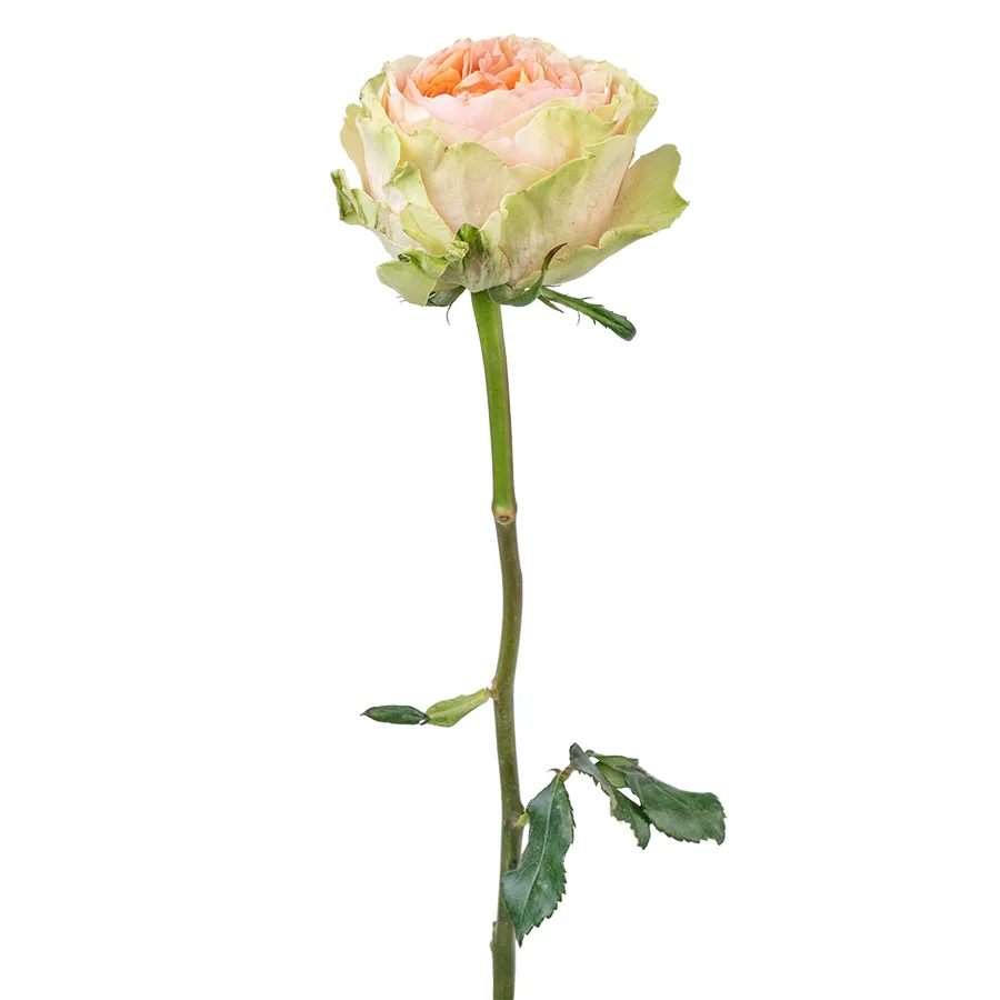 Роза садовая зелёно-кремовая Гравити (00265)