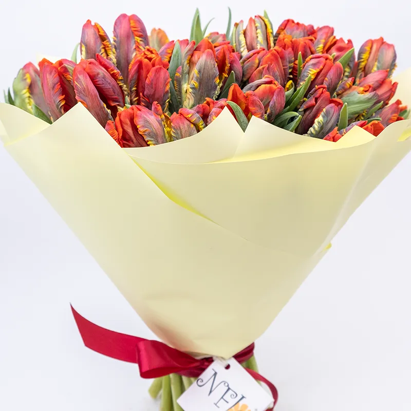 Букет из 47 красных попугайных тюльпанов Пэррот Рококо (01977)