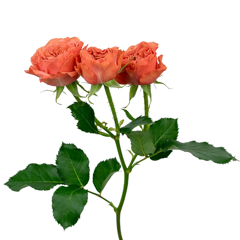 Роза кустовая оранжево-коралловая Белла Трендсеттер (00509)