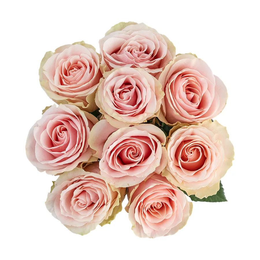 Букет из 9 светло-розовых роз Фрутетто (02139)