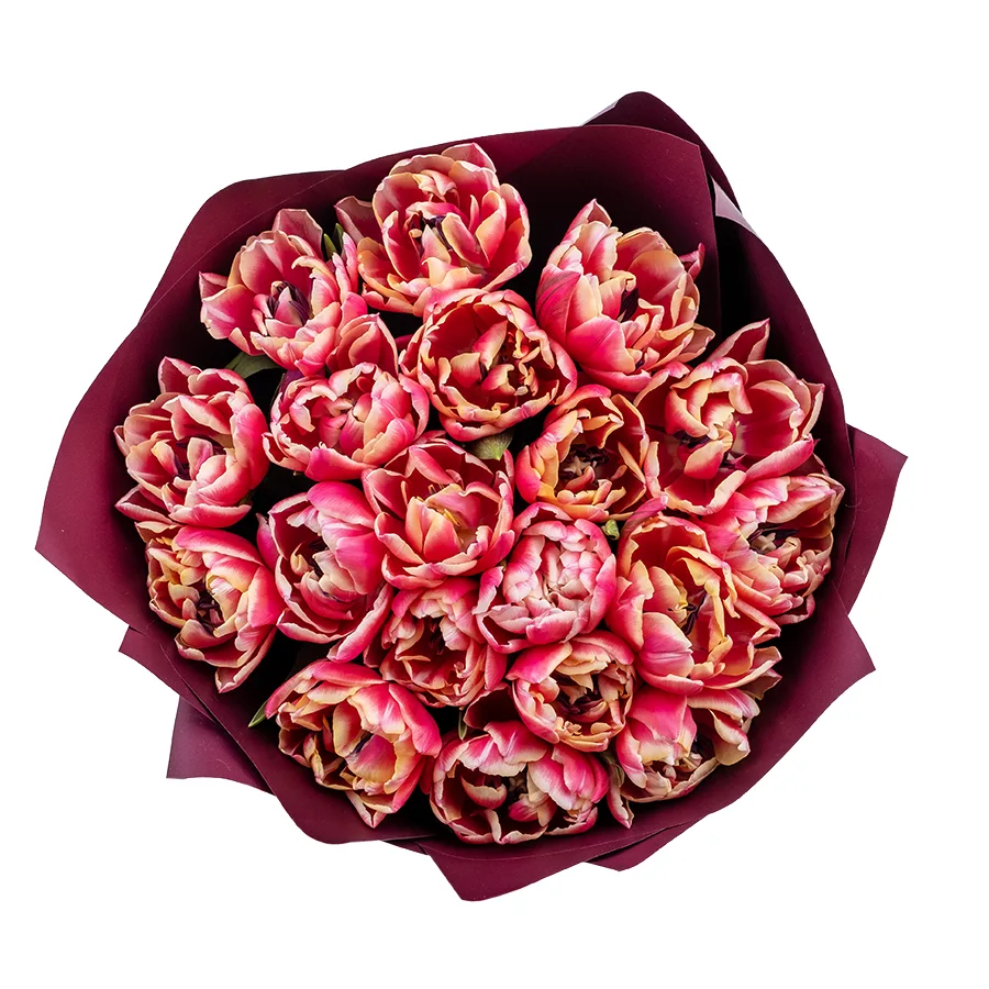 Букет из 19 красно-розовых с белой каймой махровых тюльпанов Колумбус (02205)