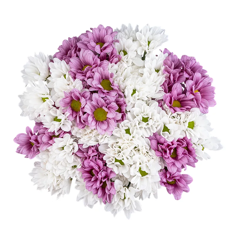 Букет из 13 белых и розовых кустовых хризантем (01796)