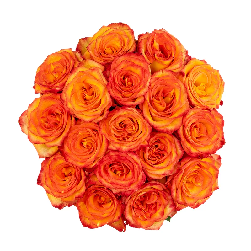 Букет из 17 оранжево-красных роз Хай Мэйджик (01611)