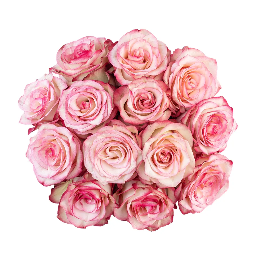 Букет из 13 бело-розовых с малиновыми краями роз Палома (03103)