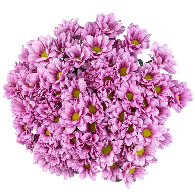 Букет из 15 розовых кустовых хризантем (01781)