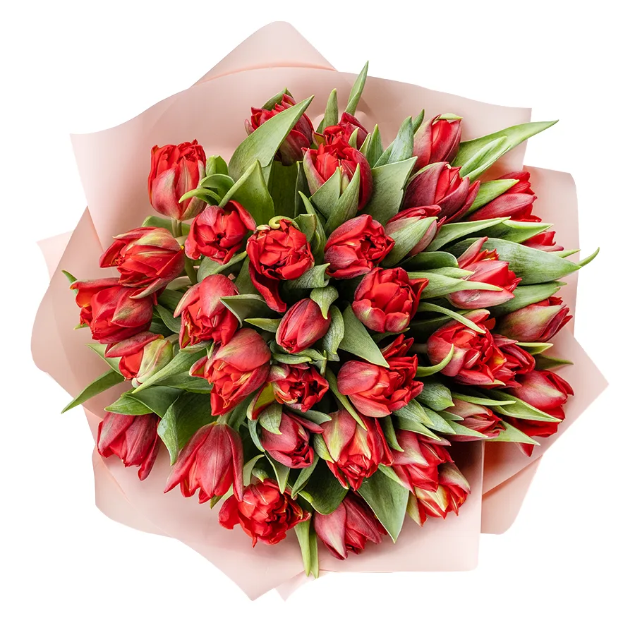 Букет из 37 красных махровых тюльпанов Ред Принцесс (02257)