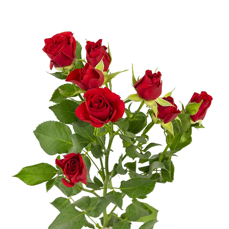 Роза кустовая красная Мирабель 60 см (00011)