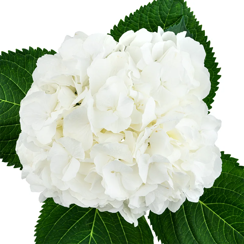 Гортензия (Hydrangea) белая Верена (00097)