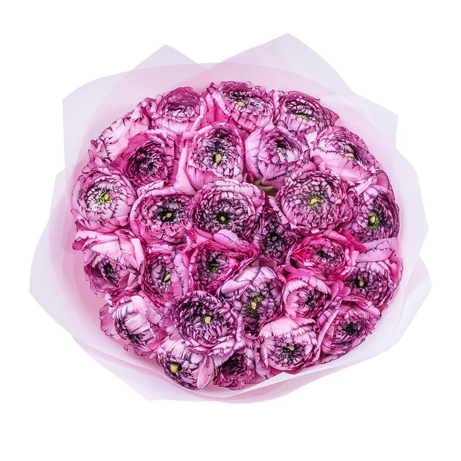 Букет из 27 розовых с фиолетовым ранункулюсов Элеганс Стриато Роза (02167)