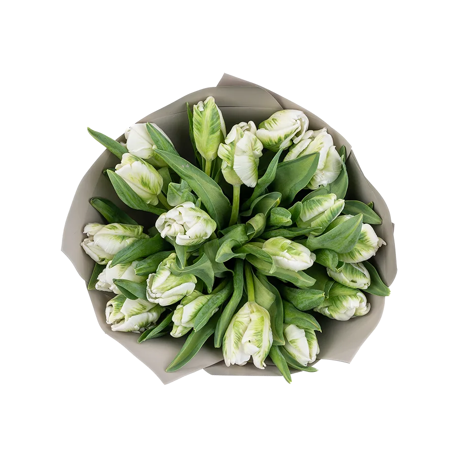 Букет из 19 белых попугайных тюльпанов Супер Пэррот (02004)