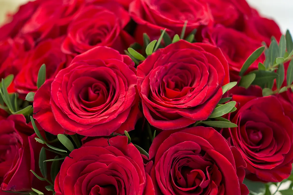 Букет из 29 красных роз с зеленью (00437)
