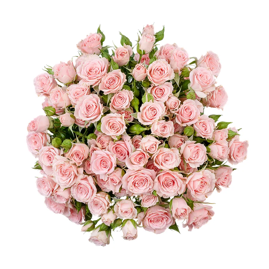 Букет из 11 светло-розовых кустовых роз Лидия (02591)