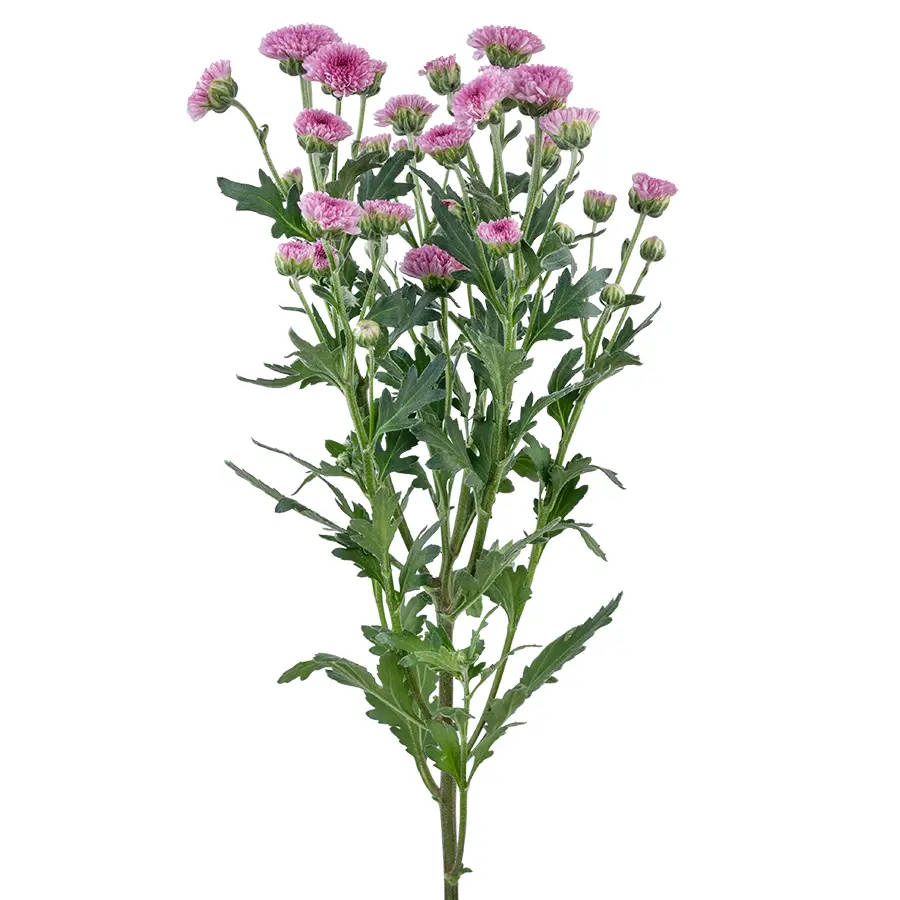 Хризантема кустовая темно-розовая Сантини Мадиба Пинк Тёло (02682)