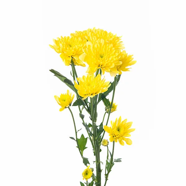 Хризантема кустовая жёлтая (00101)